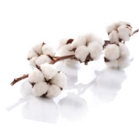 Άρωμα Cotton Free